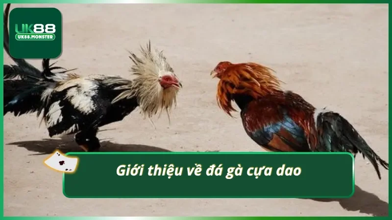 Đá gà cựa dao có gì?