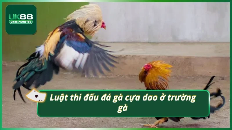 Chọi gà cựa dao có nguyên tắc thi đấu như thế nào?