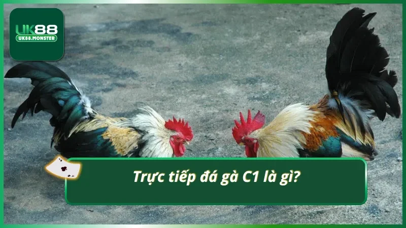 Đá gà C1 trực tiếp có gì?