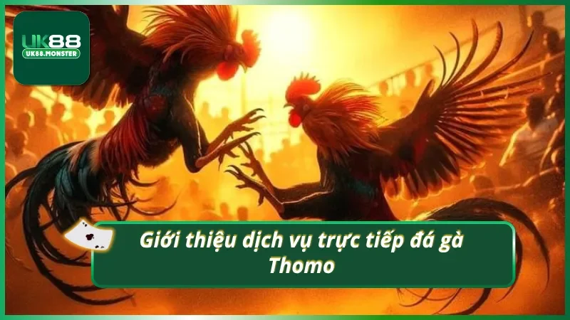 Đá gà Thomo có gì hot?