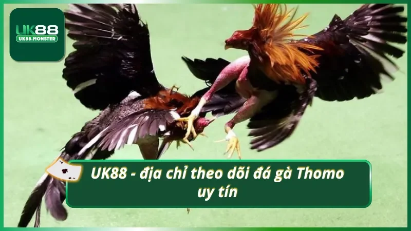 Theo dõi trực tiếp đá gà Thomo hấp dẫn tại UK88